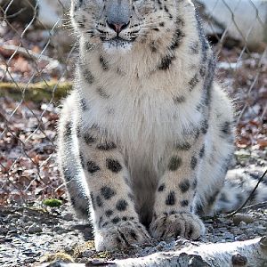 Snow Leopard