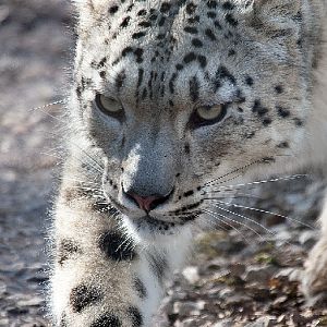 Snow Leopard