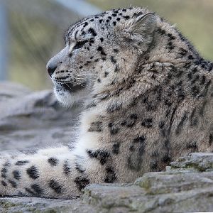 Snow Leopard