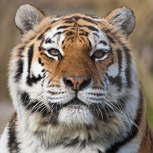 Amur (Siberian) Tiger