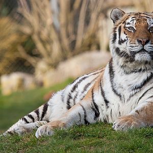 Amur (Siberian) Tiger
