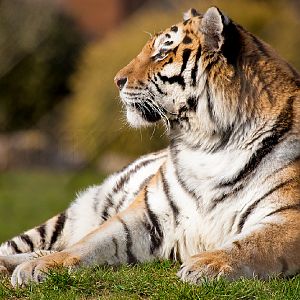 Amur (Siberian) Tiger