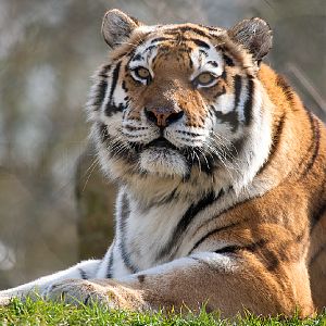 Amur (Siberian) Tiger