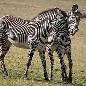 Grévy's Zebra