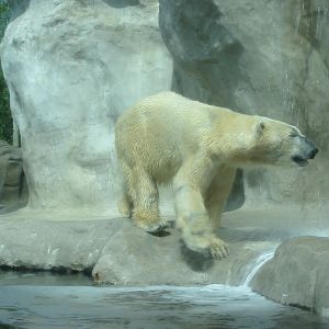 Toledo Zoo 2003 - Polar Bear