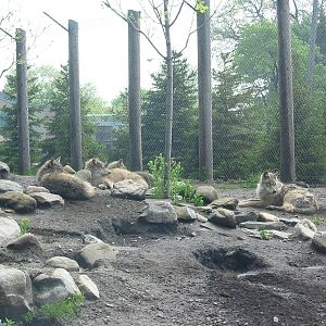 Toledo Zoo 2003 - Gray Wolf enclosure