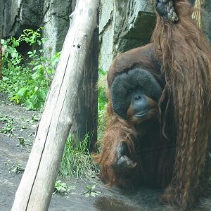 Toledo Zoo 2003 - Orangutan in Kingdom of the Apes