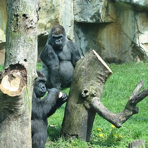 Toledo Zoo 2003 - Gorillas in Kingdom of the Apes
