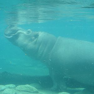 Toledo Zoo 2003 - Hippopotamus in crystal clear water