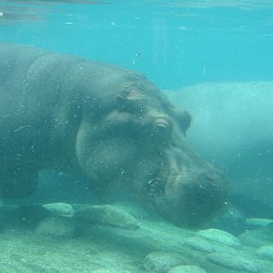 Toledo Zoo 2003 - Hippopotamus in crystal clear water