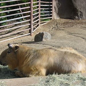 San Diego Zoo 2003 - Sichuan Takin