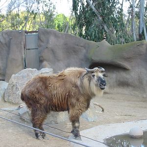 San Diego Zoo 2003 - Sichuan Takin