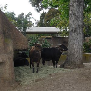 San Diego Zoo 2003 - Lowland Anoa