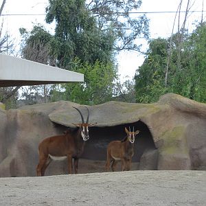 San Diego Zoo 2003 - Zambian Sable Antelope in Horn and Hoof Mesa