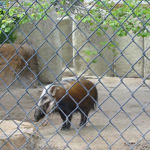 San Diego Zoo 2003 - Bush Pig