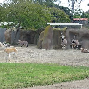 San Diego Zoo 2003 - Beisa Oryx and Nubian Soemmerrings Gazelle in Horn and