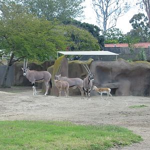 San Diego Zoo 2003 - Beisa Oryx and Nubian Soemmerrings Gazelle in Horn and