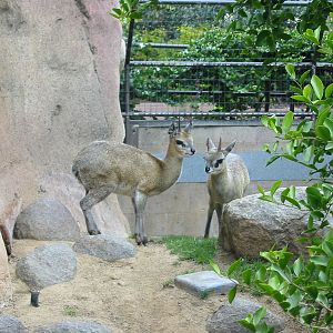 San Diego Zoo 2003 - Klipspringer