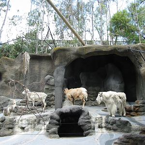 San Diego Zoo 2003 - Rocky Mountain Goat, Dalls Sheep and Bighorn Sheep
