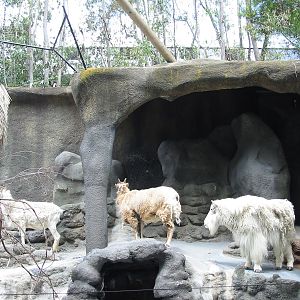 San Diego Zoo 2003 - Rocky Mountain Goat exhibit