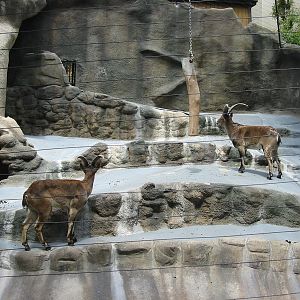 San Diego Zoo 2003 - East Caucasian Tur