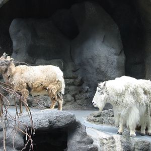San Diego Zoo 2003 - Rocky Mountain Goats