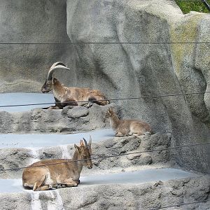 San Diego Zoo 2003 - Spanish Ibex