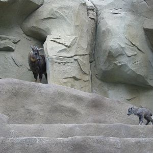 San Diego Zoo 2003 - Central Chinese Goral and kid