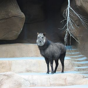 San Diego Zoo 2003 - Japanese Serow