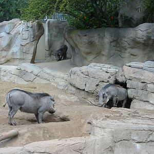 San Diego Zoo 2003 - Warthog exhibit