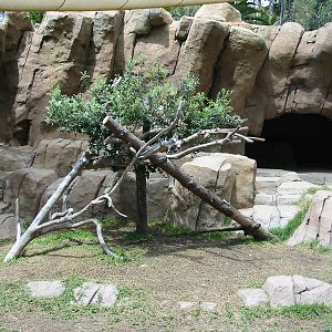 San Diego Zoo 2003 - African Wild Dog exhibit in Bear Canyon