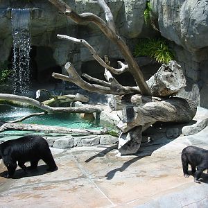San Diego Zoo 2003 - Spectacled Bear exhibit in Bear Canyon