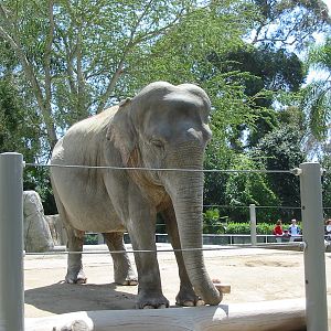 San Diego Zoo 2003 - Asiatic Elephant in Elephant Mesa