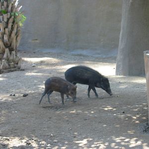 San Diego Zoo 2003 - Visayan Warty Pig in Horn and Hoof Mesa