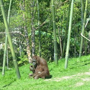 San Diego Zoo 2003 - Orangutan