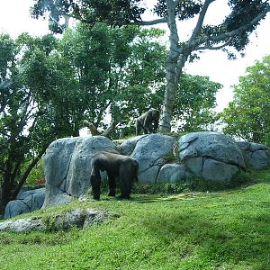 San Diego Zoo 2003 - Part of the Gorilla exhibit