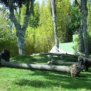 San Diego Zoo 2003 - Part of the Gorilla exhibit
