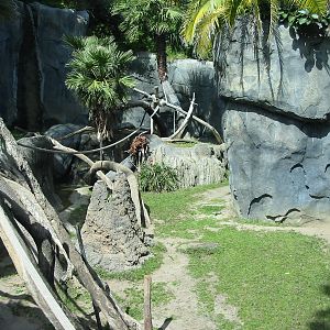 San Diego Zoo 2003 - Part of the Bonobo exhibit