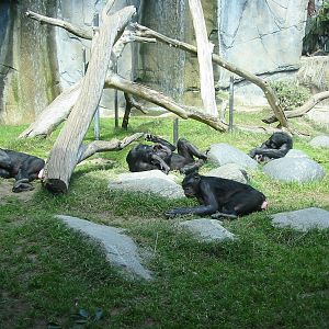 San Diego Zoo 2003 - Part of the Bonobo exhibit