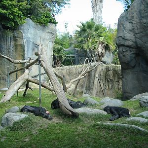San Diego Zoo 2003 - Part of the Bonobo exhibit