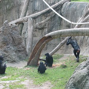 San Diego Zoo 2003 - Bonobo family