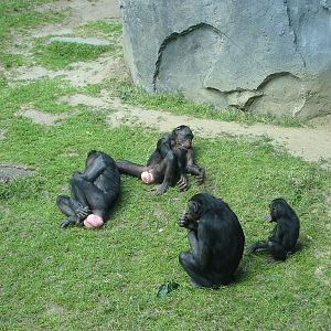 San Diego Zoo 2003 - Bonobo family