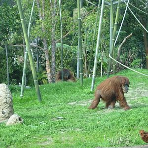 San Diego Zoo 2003 - Orangutans