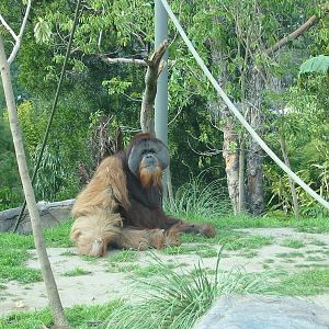 San Diego Zoo 2003 - Majestic Orangutan male