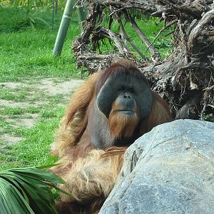 San Diego Zoo 2003 - Majestic Orangutan male