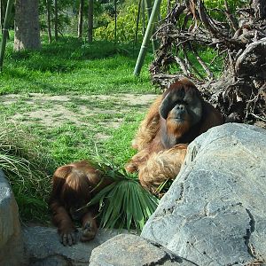 San Diego Zoo 2003 - Majestic Orangutan male and female