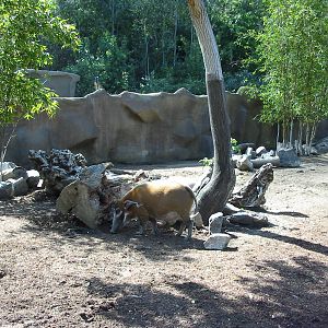 San Diego Zoo 2003 - Red River Hog exhibit