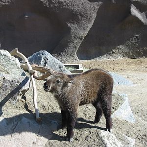 San Diego Zoo 2003 - Takin calf