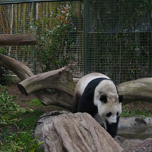 San Diego Zoo 2003 - Giant Panda