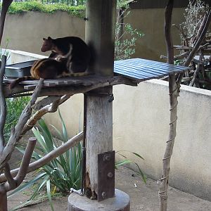 San Diego Zoo 2003 - Tree Kangaroo exhibit